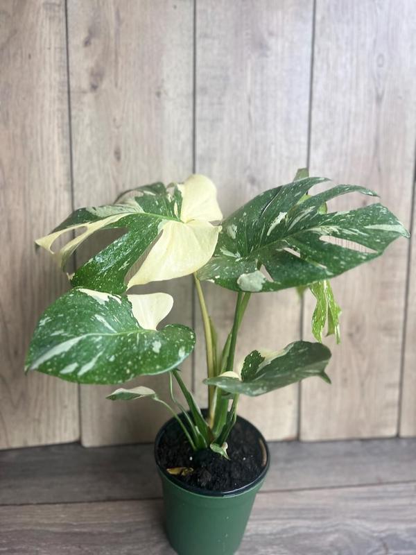 Large, Monstera Thai Constellation' in 6" POT, Thai Con.