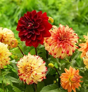 Dahlia Seed Mix Including Exotic Labyrinth Variety, Multi-Color Pompon Blooms, Rare Non-GMO Heirloom Seeds, Ideal for Rapid Outdoor Landscaping & Attracting Pollinators