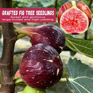 Early fruit fig seedlings - fast growth and early harvest, fig seedlings add joy to the family, plant your own "purple orchard", and bloom bright purple "honey balls"