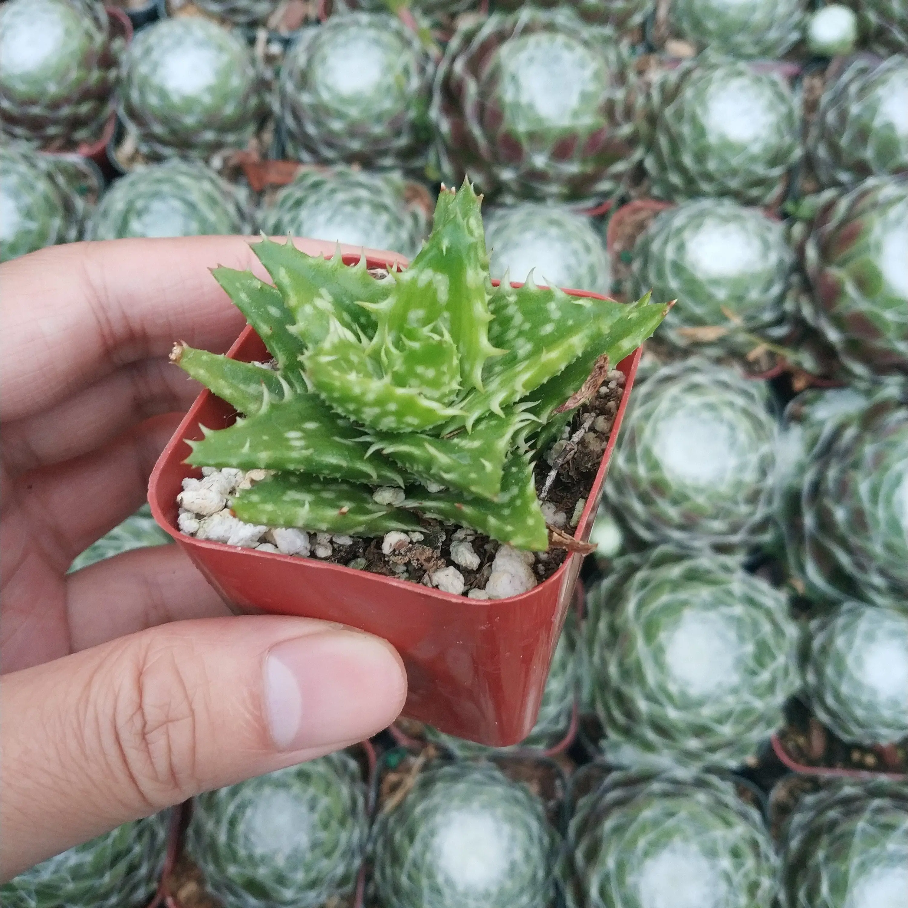 Aloe juvenna 'Tiger Tooth Aloe'