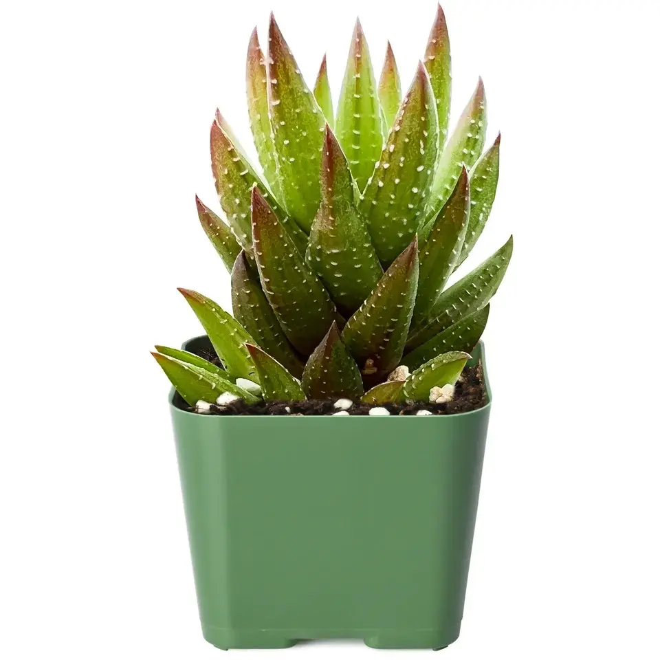 Live Haworthia Rubrobrunnea Succulent Rooted in 2'' Planter for Gardening Gifts