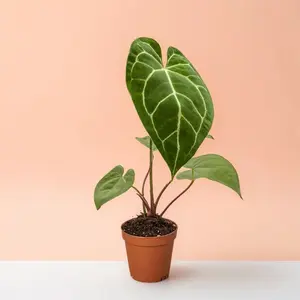 4" Anthurium Crystallinum - Indoor Live Plant, Rare Crystal Anthurium with Luxe Leaves, A Collector's Dream Plant, Medium, Bright Light & Humidity Lover