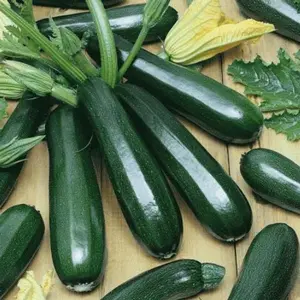 Black Beauty Zucchini Seeds