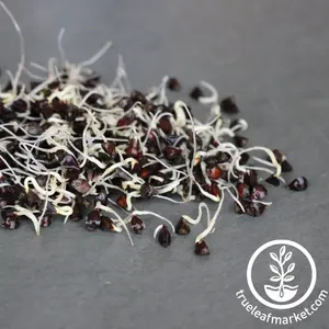 Buckwheat - Whole (Organic) - Sprouting Seeds