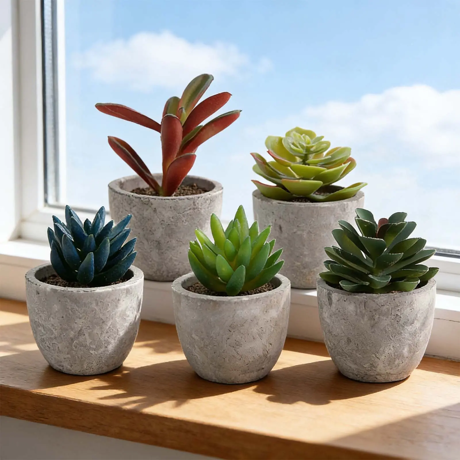 purple heart succulent plant Buy Purple Heart Phoenix, AZ | Tradescantia pallida main image 1