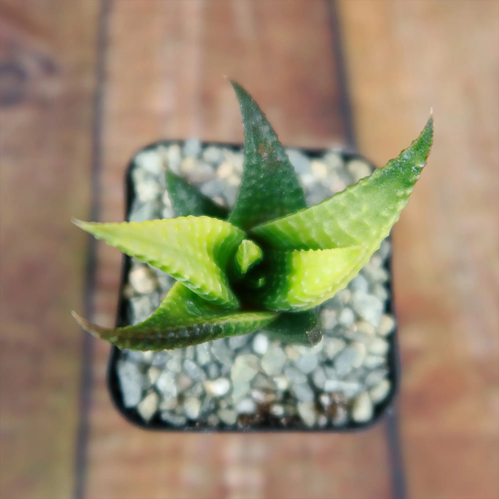 Haworthia limifolia variegata - TikTok Shop