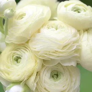 (5) Elegance Crema Ranunculus Corms Bulbs Plants Tubers Spring Garden Flowers