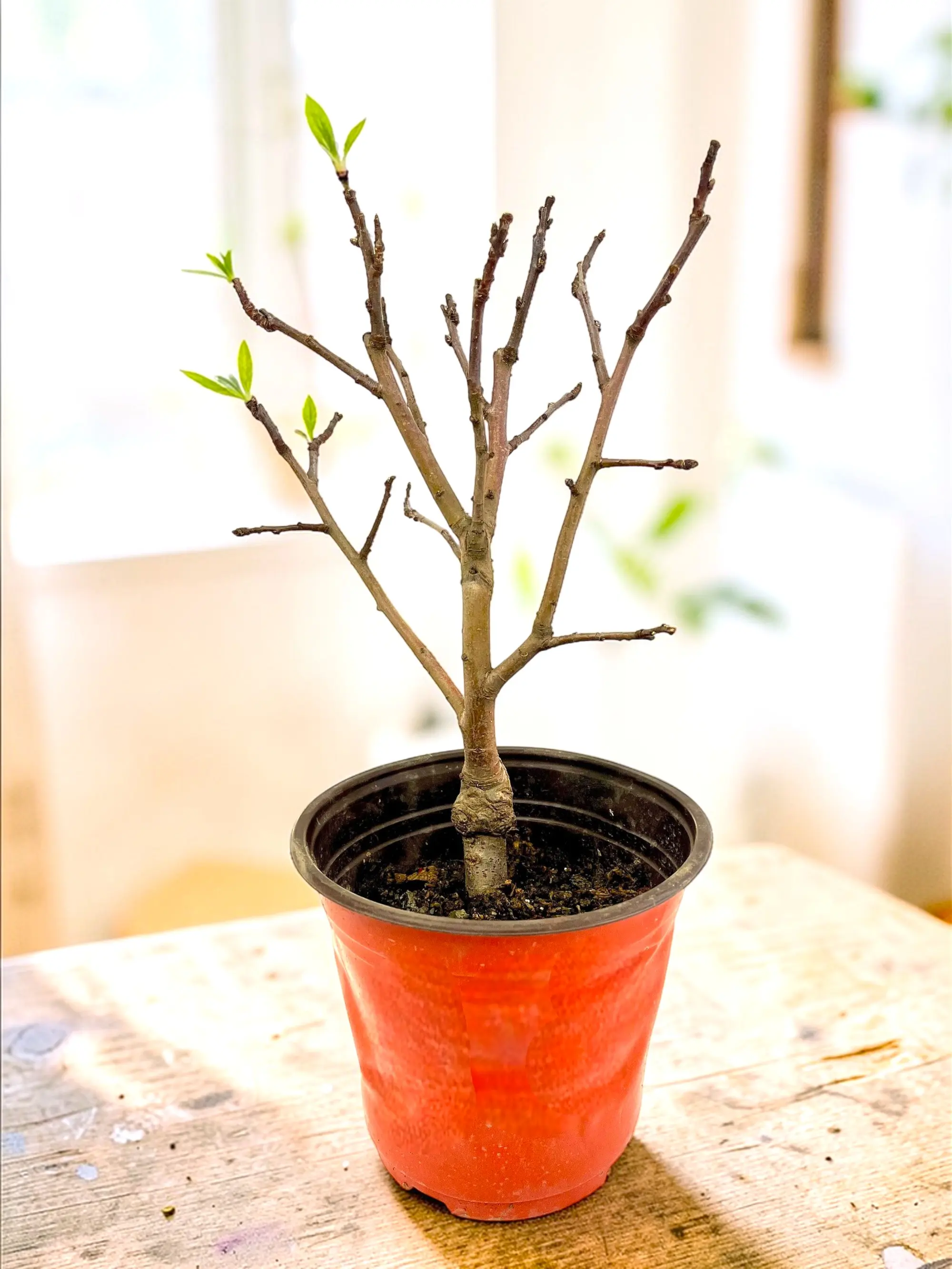 Dwarf Ruixue Apple Tree Seedling- Grafted Mini Apple ,Young Bare Branch Starter Tree,Compact Patio & Balcony Fruit Tree,Sweet Crisp Apples(Pot not included)