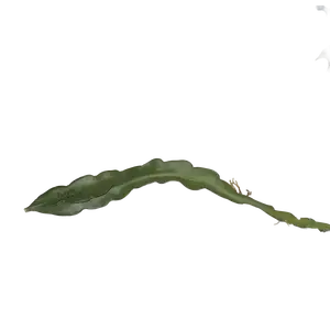 Purple Haze Dragon Fruit – Certified Organic