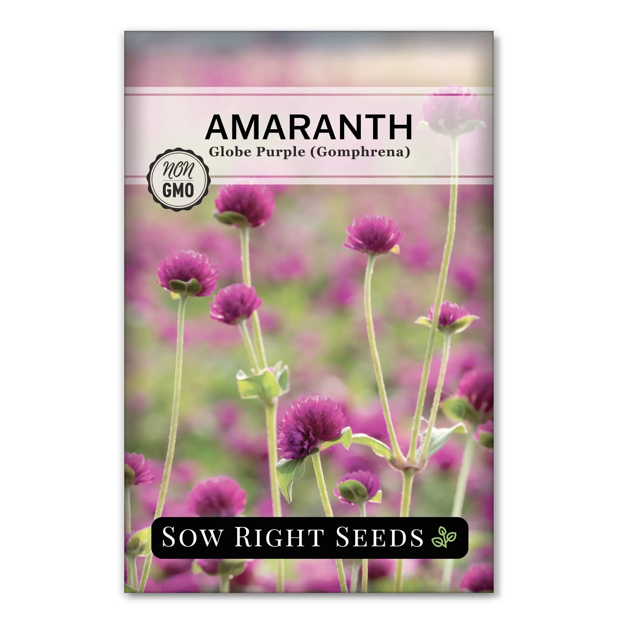 Purple Globe Amaranth Seeds