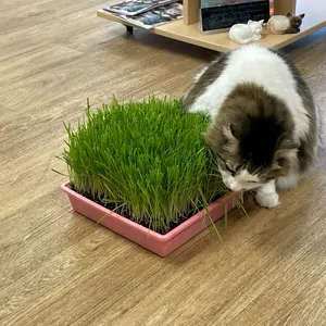 Organic Cat Grass Large Tray - - Perfect for Indoor Use - Eco-Friendly & Safe