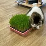 Mom's Indoor Cat Organic Cat Grass Large Tray - Feline Grass Treats - Eco-Friendly, Safe for Indoor Use