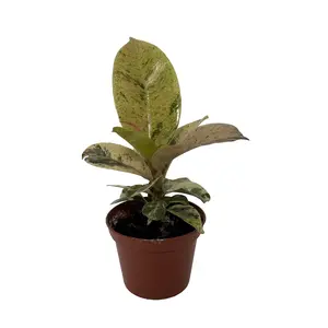 Rare Elastica 'shivereana' Ficus - Moonshine Rubber Tree  - 2.5" Pot