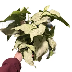 4” Syngonium Podophyllym ‘Holly’