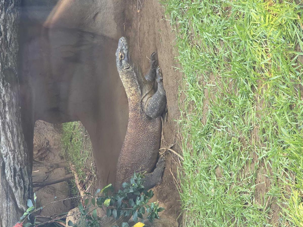 Item: Titanium Jadegreen, 256 GB