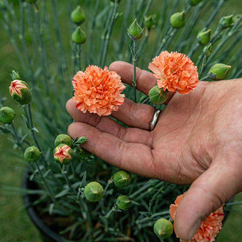 Dianthus Scent First® 'Orange Sparkler' ~ Trio of Hefty Plants for Preorder