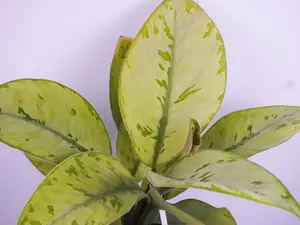 Homalomena Selby 6” | Tropical Houseplant | Easy Care