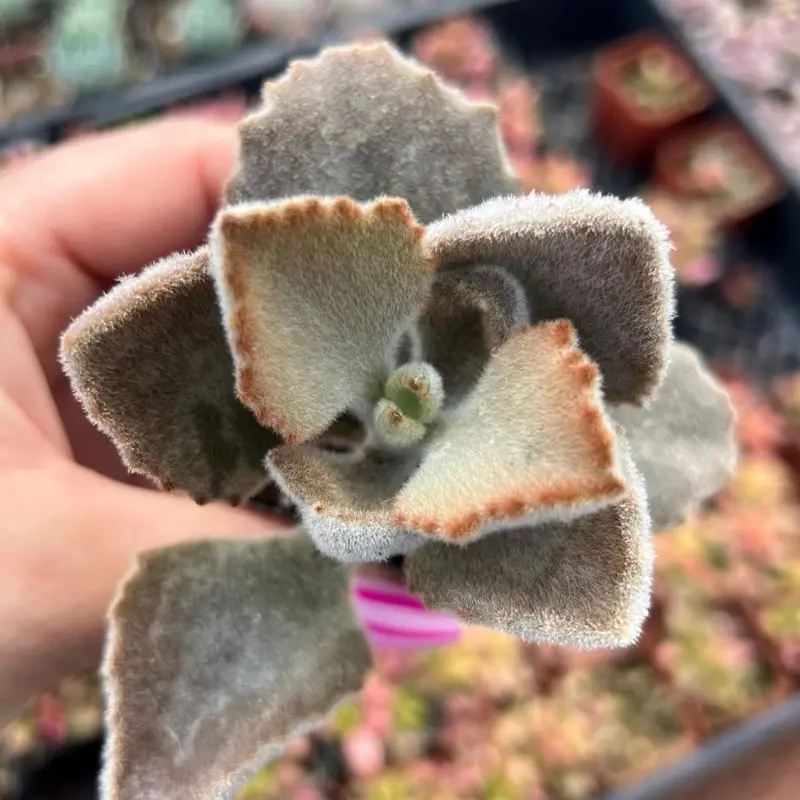 2” Kalanchoe Beharensis Fang Succulent Plant