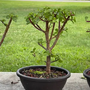 Dwarf Jade tree