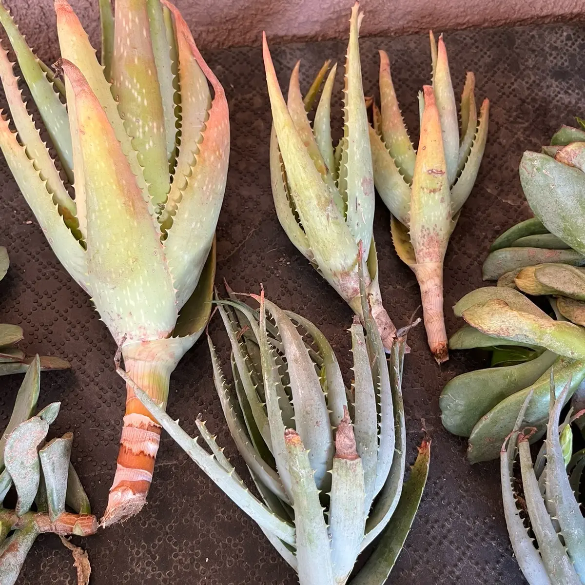 Random 2-3 large succulent cuttings Random 2-3 large succulent cuttings