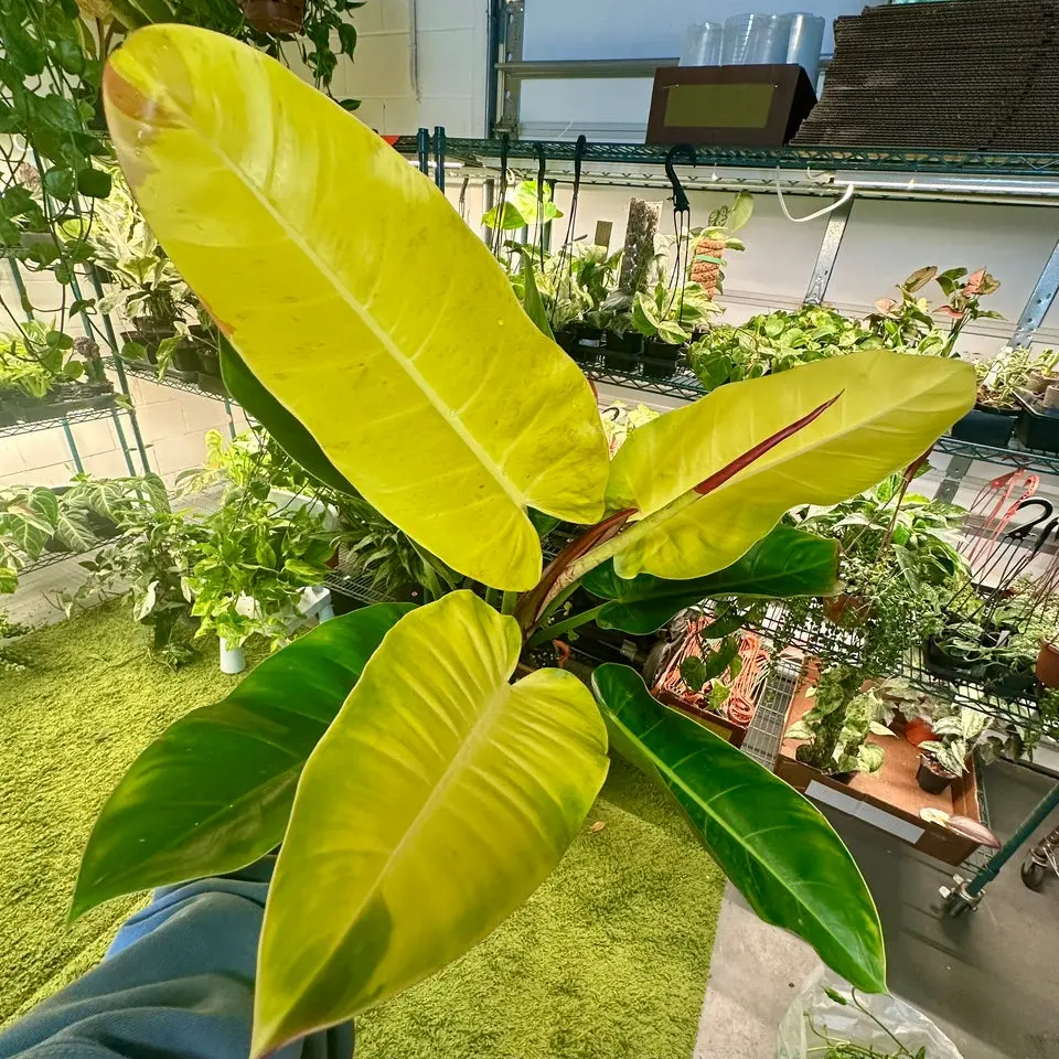 Philodendron Prince of Orange mutation - 6" pot