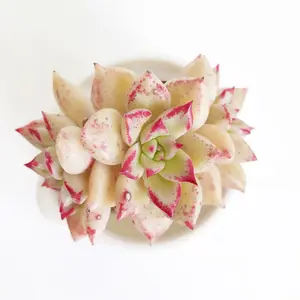 Rare Succulent - Echeveria Arze