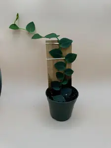 Rhaphidophora Hayii | 4 In. Pot | House Plant | Live Plant