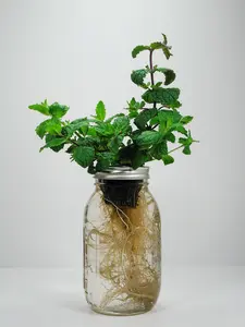 Peppermint - Fresh Hydroponic Herbs in Glass Jar - All Seasons - Perfect for Cooking & Gifting