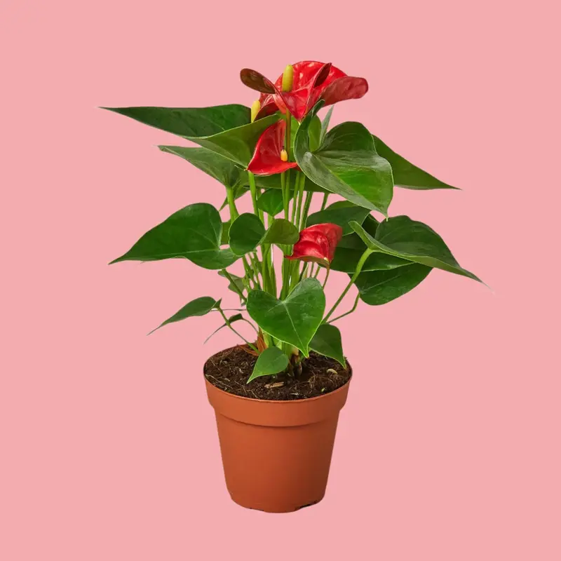 red anthurium crystallinum - TikTok Shop