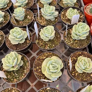 Echeveria Lovely rose succulent plant pot 4 inch