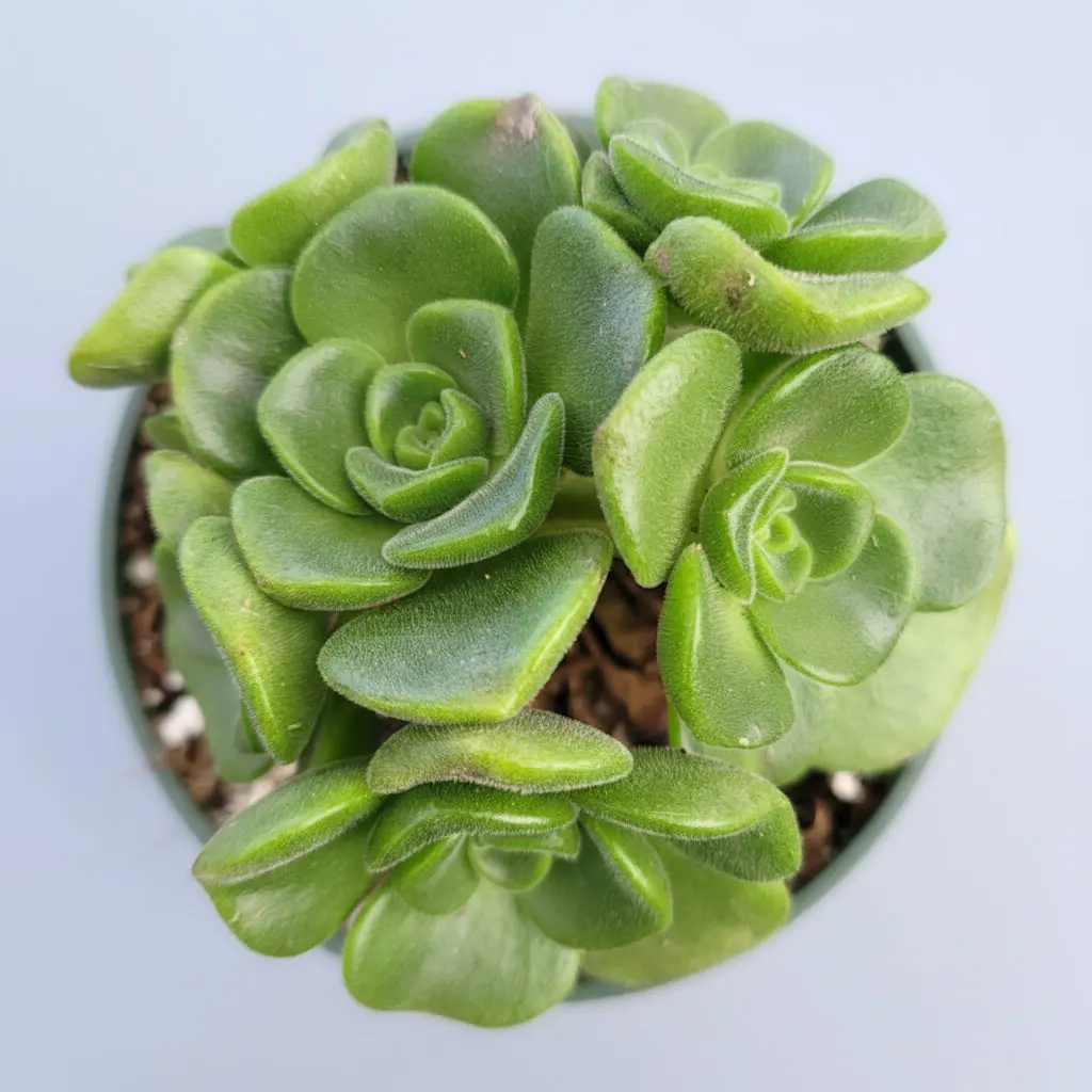 Aeonium 'Lily Pad' Rosette Aeonium 'Lily Pad' Rosette