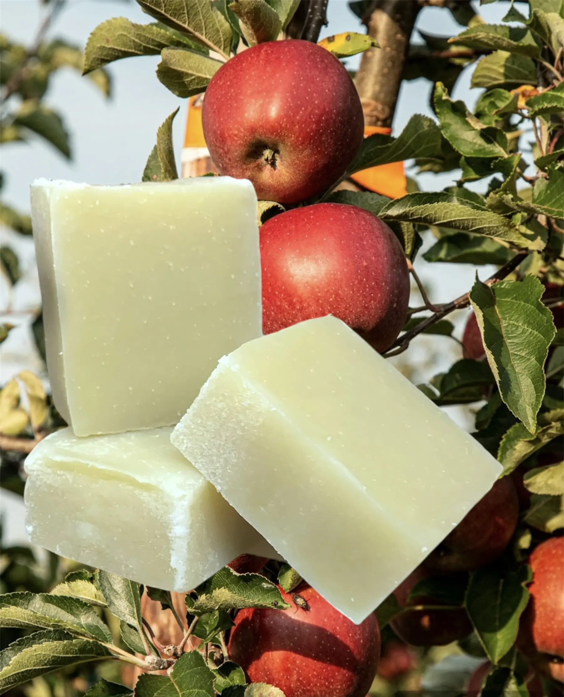 Apple Harvest Tallow Shampoo Bar Hand Crafted by Good Day Soap Co.