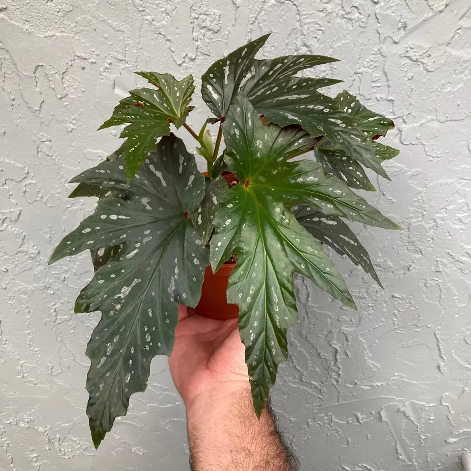 Angel Wing Begonia - Sophie Cecile - 6” pot