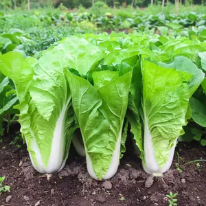 1000 Napa Cabbage Seeds Chinese Cabbage Vegetable for Home Garden Crisp Texture Mild Sweet Flavor Ideal for Fresh Eating Cooking and Salads