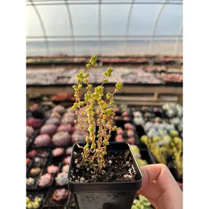Drosanthemum sp 6 k sw Kliprand (rice gram) - April Farm/Rare Succulents