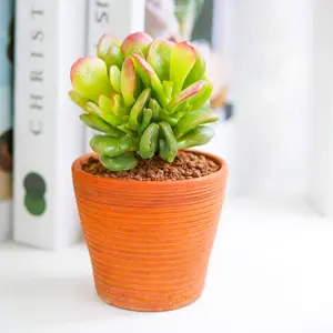 Crassula ovata 'Ogre Ears' Jade