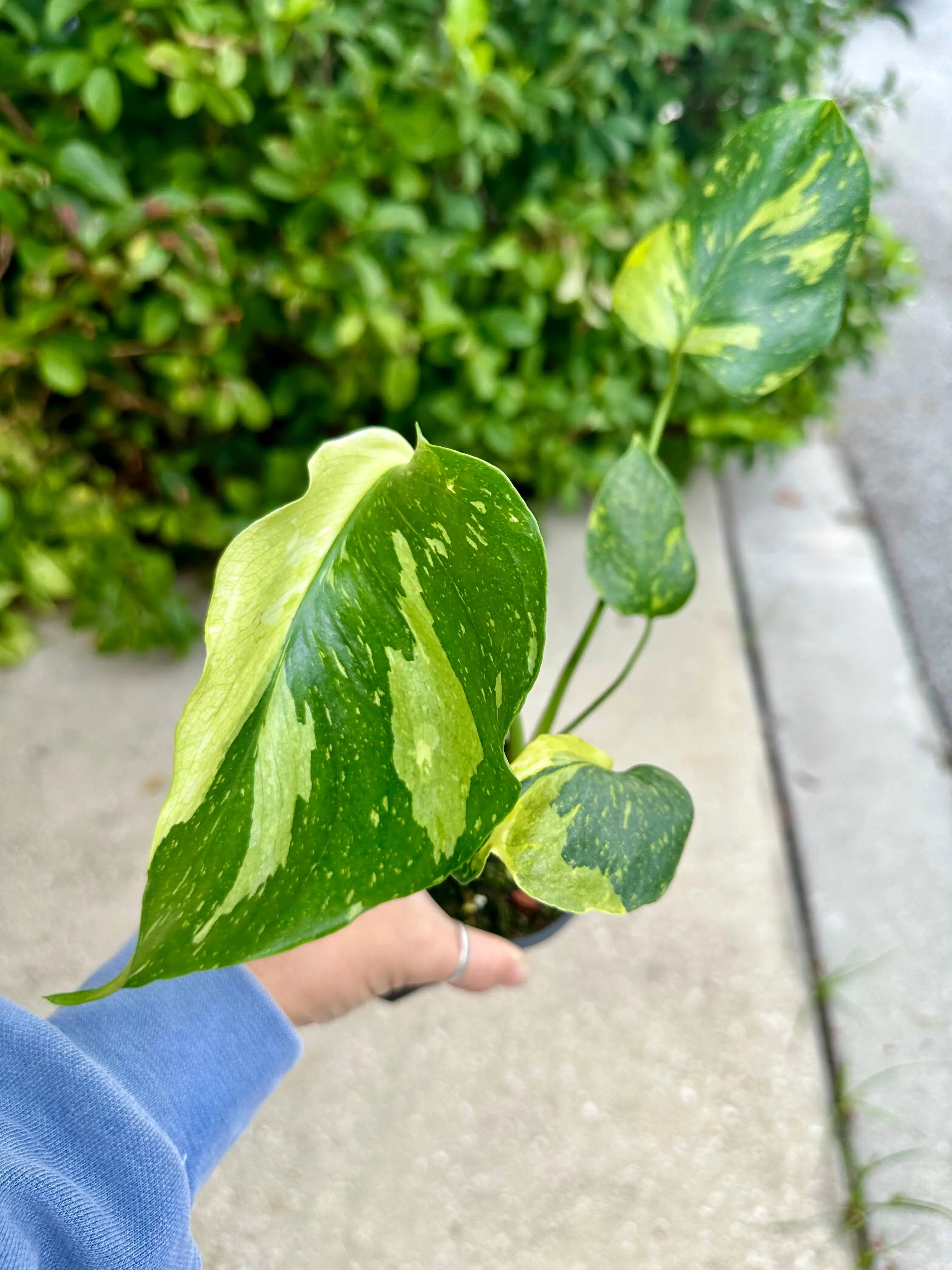 Monstera electrolyte - 4” pot Monstera electrolyte - 4” pot