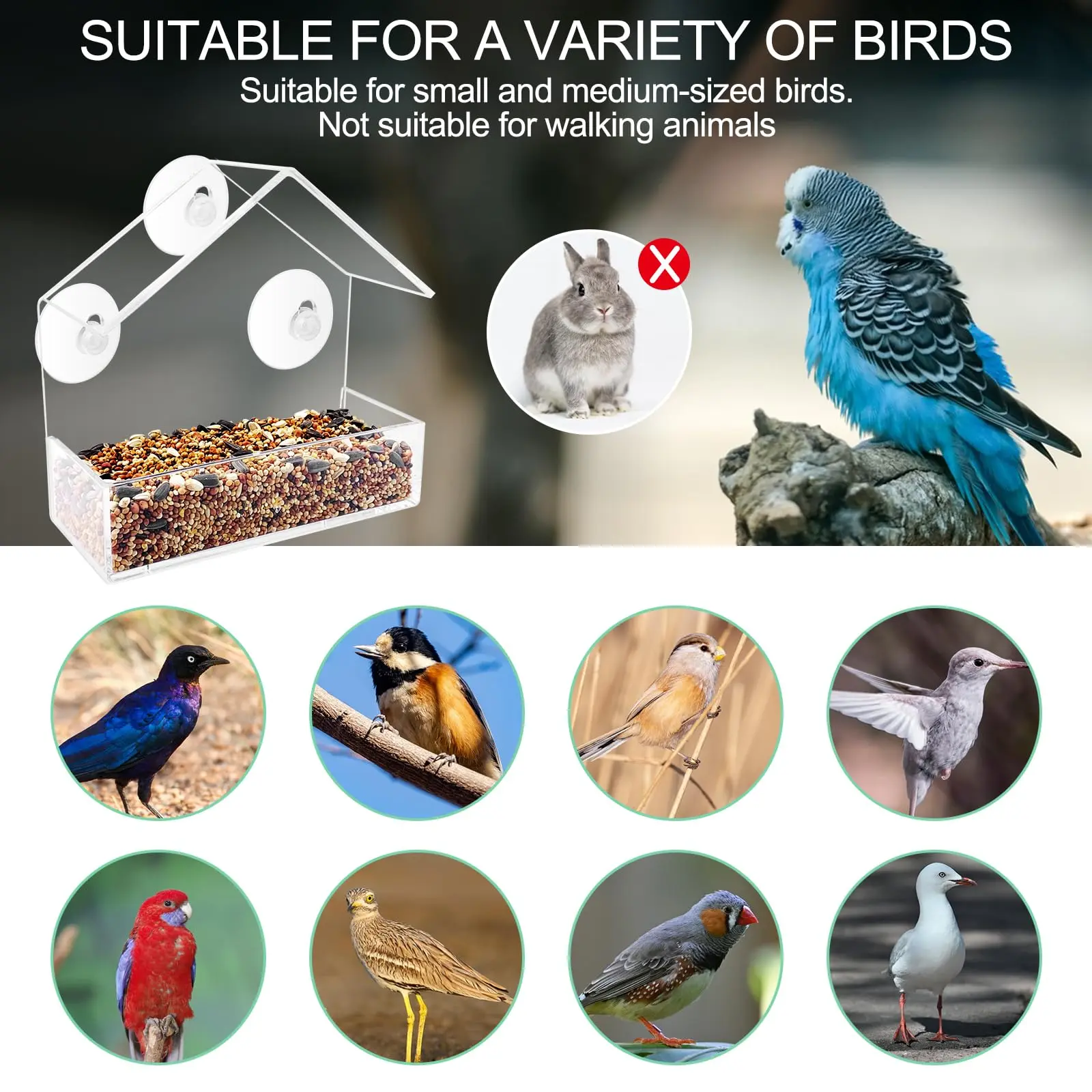 Acrylic Window Bird Feeder for Bird Lovers, Crystal-Clear All-Season Design for Your Garden with 2 Perches and Strong Suction Cups