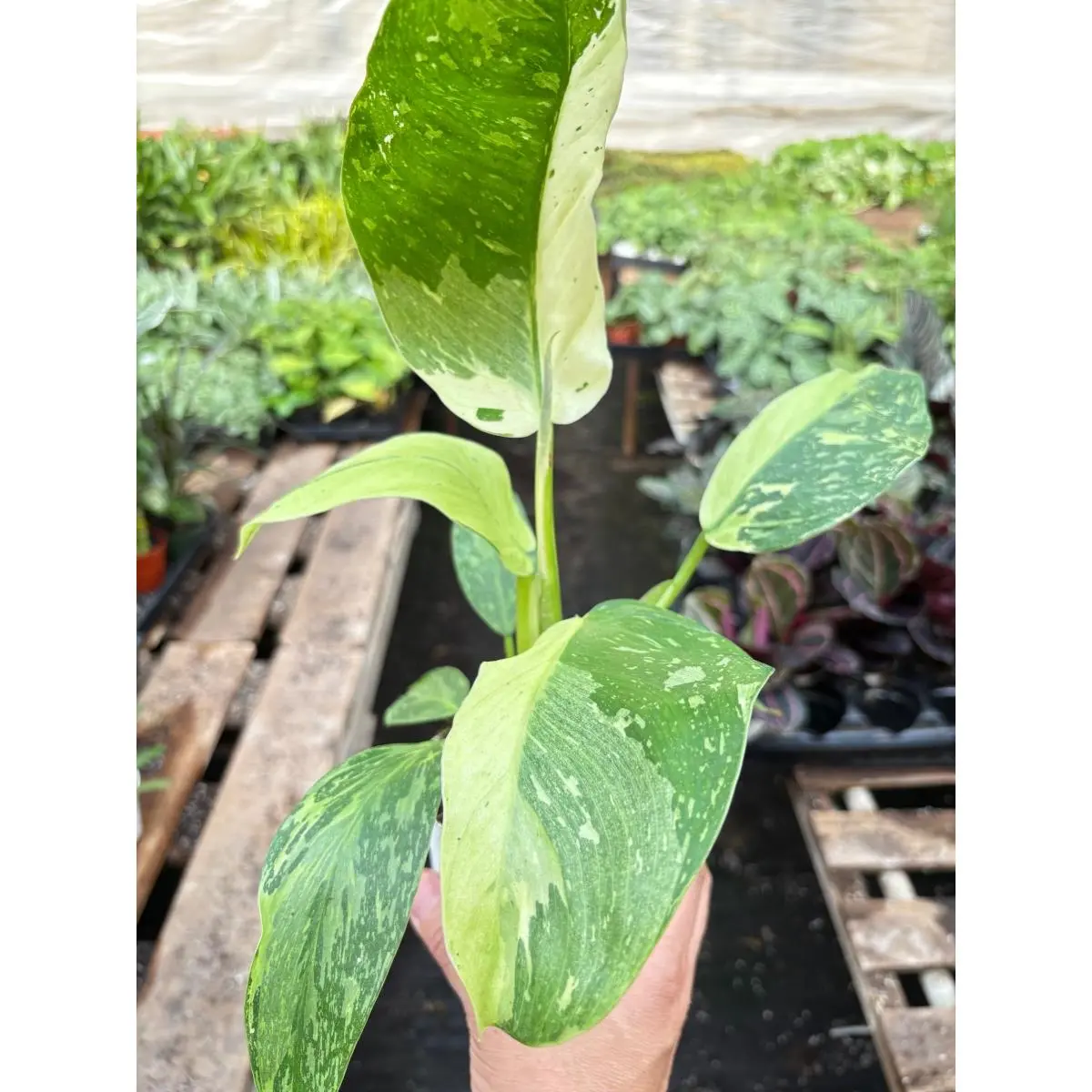 212 MAIN 4 in. Philodendron Jose Bueno Plant - Unique Leaf Pattern, 4-Pack House Plant for Home Improvement & Garden Supplies, Variegated Plants, Compact Look