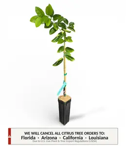 Palestine Sweet Lime Tree | No Ship CA AZ LA FL | US Citrus Nursery | Mild Sweet Low Acid Citrus, Natural Live Fruit Plant, Indoor Outdoor Container Tree