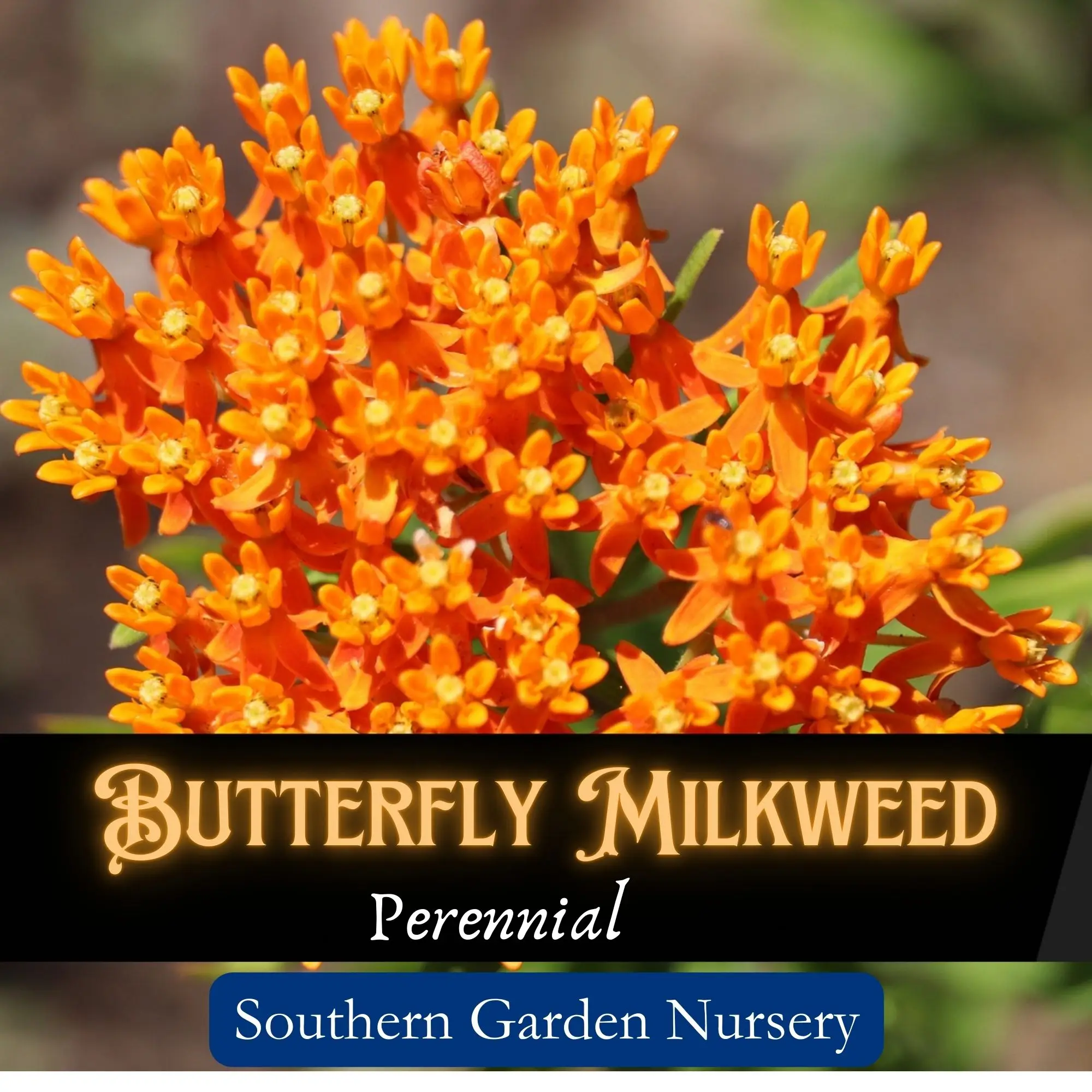 Butterfly Milkweed Seeds for Monarch Butterflies, Orange Native Wildflowers, Pollinator Garden, Wildlife Garden, Perennial Flowers