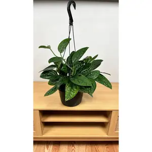 8" Monstera Peru Hanging Basket