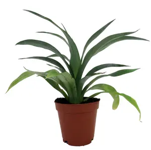 Mini Pineapple Plant - Ananas comosus - Great Indoors/Out - 2.5" Pot