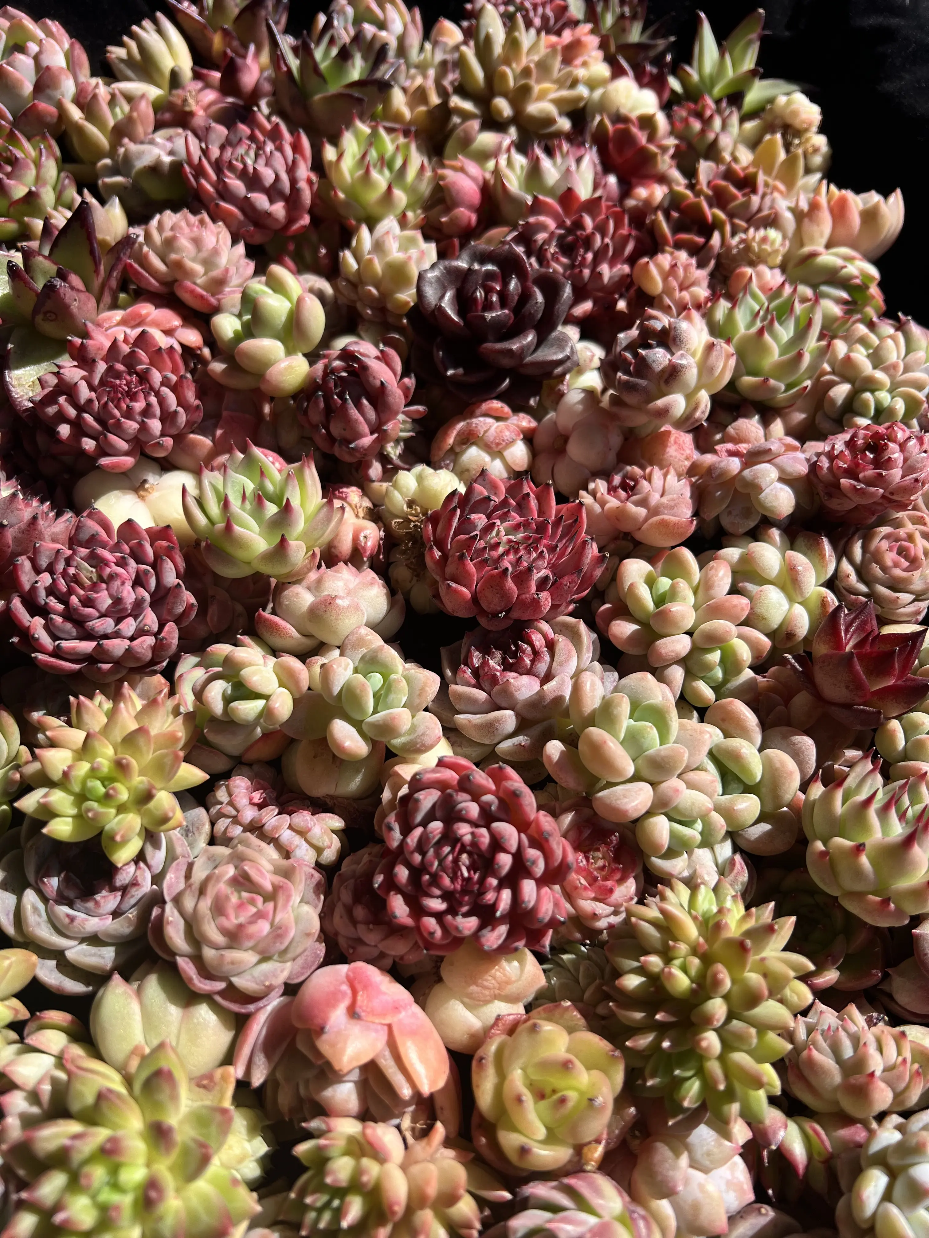100pcs Random Succulent Plants 1-2 Inch Bare Root | Live Succulent Mix, Easy Care, Indoor Plants, Bulk Pack, Gift & Home Decor