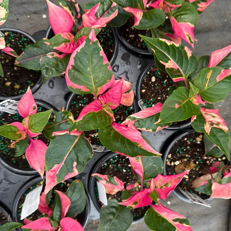 Alternanthera party time pink plant 4" pot Unique Leaves, Rare Collector's Plant, Live Tropical