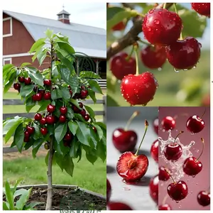 Cherry Tree Seedlings Potted & Ground Planting Sweet Juicy Fruits Cold Frost Resistant Ideal for Balconies Gardens Outdoors Beginner Gardeners