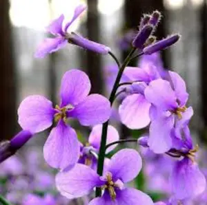 500 Seeds Purple February Orchid 2" Flower Violet