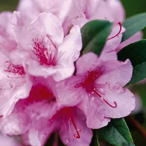 Aglo Rhododendron