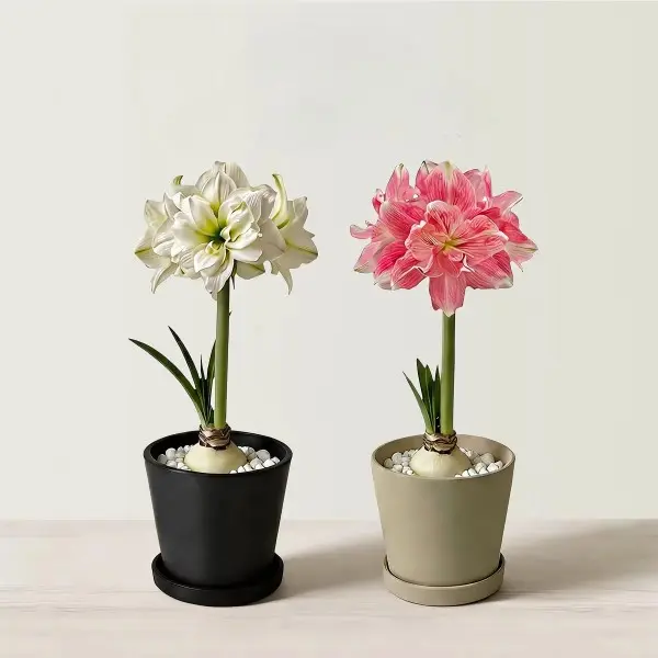 2-Pack Double Amaryllis Hippeastrum Bulbs - Easy-to-Grow Indoor Flowering Bulbs for Pots, Home Decor (No Planter Included)