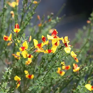 Sister Disco® Scotch Broom